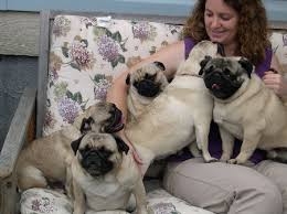 Why buy a pug puppy for sale if you can adopt and save a life? About Us Northwest Pugs French Bulldogs