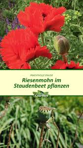 Riesenmohn Im Staudenbeet Pflanzen In 2020 Pflanzen Staudenbeet Turkischer Mohn