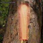 Image result for Pterocarpus lucens