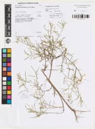 Image result for Afrohybanthus enneaspermus