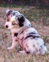 Miniature Australian Shepherd Black And Brown Miniature Australian Shepherd With One Blue Eye And One Grey Brown Eye This Is M Miniature Australian Shepherd Australian Shepherd Puppies Australian Shepherd