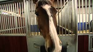 Maybe you would like to learn more about one of these? Showjumping Ben Maher At Home December 2008 Youtube