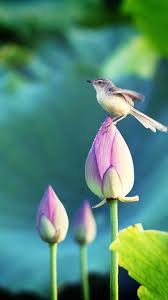 Hd Wallpaper Birds And Flowers Flors Amb Ocell Hd Nature Wallpapers Lotus Flower Wallpaper Nature Wallpaper
