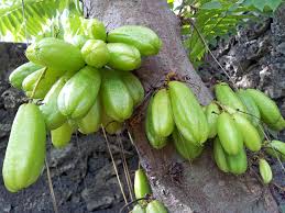 Kali ini kita akan memperlihatkan cara mengambil buah pinang mudabuah pinang muda merupakan rahasia kuat di ranjang. Bali Fields Forevah Solitarigun