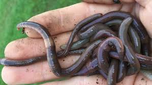 Composting worms are in a different class. Invasive Jumping Worms Damage U S Soil And Threaten Forests Science News