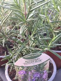 It comes from an evergreen plant with small narrow. Rosemary Tuscan Blue Buy Plants Online From Norfolk Herbs