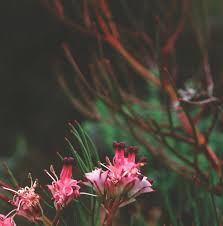 Image result for Eriosema flexuosum