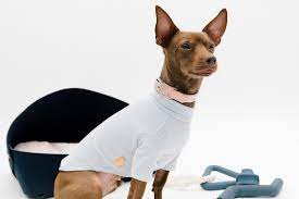 Check spelling or type a new query. The 10 Best Dog Clothing And Accessory Brands Hypebae