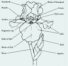 Illustration Of An Iris Flower With Highlighted Parts Of The Flower Iris Flowers Iris Drawing Iris