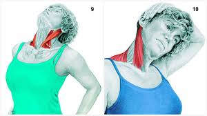 36 Pictures To See Which Muscle You Re Stretching Best Stretching Exercises Flexibility Routine Muscle Stretches