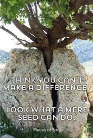 Think You Can T Make A Difference Look What A Mere Seed Can Do Seeds Canning How To Make