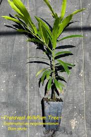 Image result for Englerophytum natalense