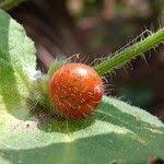 Image result for Cucumis maderaspatanus