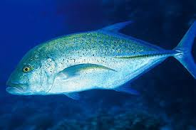 Omilu Bluefin Trevally Fish Fish Chart Offshore Fishing