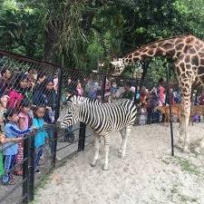 Mengusung konsep ala bavaria, kebun binatang sekaligus taman ini dikemas secara modern. Kebun Binatang Surabaya Tempat Rekreasi Dan Wisata Edukasi Anak
