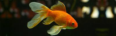 But being a freshwater fish (the ones that can be found in a river or a lake), how can they behave while being in the wild? How Big Do Goldfish Get Do Goldfish Grow To Size Of Tank