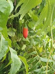 It is one of two species in the genus azadirachta, and is native to the indian subcontinent and most of the countries in africa. Ivy Gourd Fruit In The Neem Tree Tropical Climate Gourds Neem