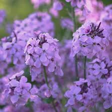 The possibilities are very many and up to you to experiment. Sweet Rocket Wild Flower Meadow Blue And Purple Flowers Edible Garden