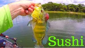 Eating Raw Freshwater Fish Sashimi Youtube