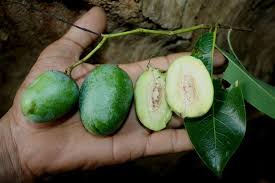 Image result for Irvingiaceae