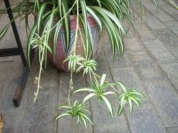 10 Plantas De Interior Que Benefician La Salud Plantas De Interior Plantas Plantas Purificadoras De Aire