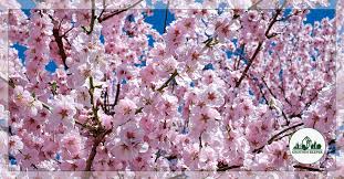 The star of annual cherry festival in washington, d. Spotlight On Kwanzan Cherry And Their Spectacular Pink Blossoms