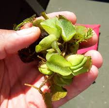 Image result for Salvinia hastata