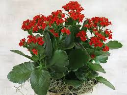 The Most Common Indoor Cacti And Succulents World Of Succulents Indoor Cactus Cacti And Succulents Succulents