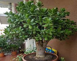 The Money Tree Plant Can Attract Wealth In Your Home But Only If You Follow These Simple Rules The Real Healthy Thing Money Tree Plant Plants Money Trees