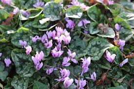 Image result for Cyclamen parviflorum