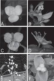 Image result for Anthericopsis