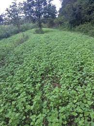 Pin On Killer Food Plots Climatize