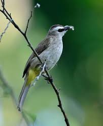 Kicau burung trucukan masteran gacor juara mp3 offline : Suara Burung Jogjog Gacor Mp3 Gambar Burung
