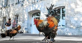 Mais pas à la campagne. France Rochefort Le Coq Maurice Devant Le Tribunal Pour Nuisance Sonore Le Telegramme