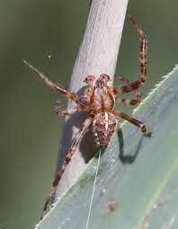 What does a male garden spider look like. Garden Spider Naturespot