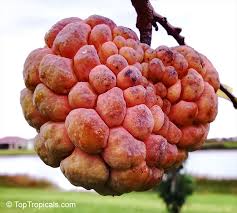 Image result for Annona squamosa