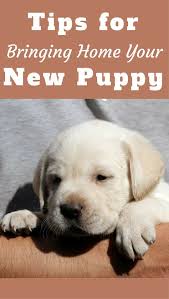 Bringing Home A New Puppy Tips For Getting Prepared New Puppy Training Your Puppy Puppies