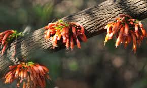 Image result for Bridelia mollis