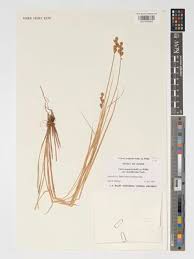 Image result for Haumaniastrum coriaceum