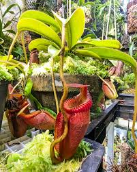 Image result for Landolphia villosa