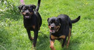 Voted best of western washington in dog training, featured on king 5 new day northwest, in seattle magazine. Dog Boarding Training Programs Arlington Wa Seattle