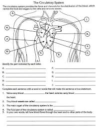 The Circulatory System Worksheets Answers Circulatory System Human Body Systems Circulatory System For Kids