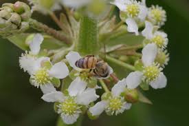 Image result for Limnophyton angolense