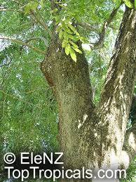 Image result for Pterocarpus indicus