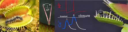 Free online quizzes, mp3 listening and more for this lesson here level 6. How The Venus Flytrap Counts Universitat Wurzburg