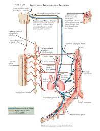 Pin On Respiratory System