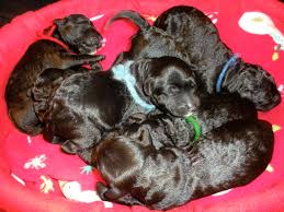 Search your dog's family tree with our pedigree database. News True Blue Kennel Kerry Blue Terrier Lagotto Romagnolo