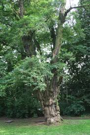 Image result for Robinia