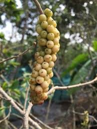 Image result for Antidesma venosum