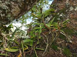 Image result for Cyrtorchis arcuata